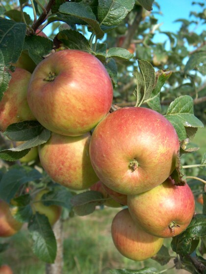 Ripening Fortune apples
