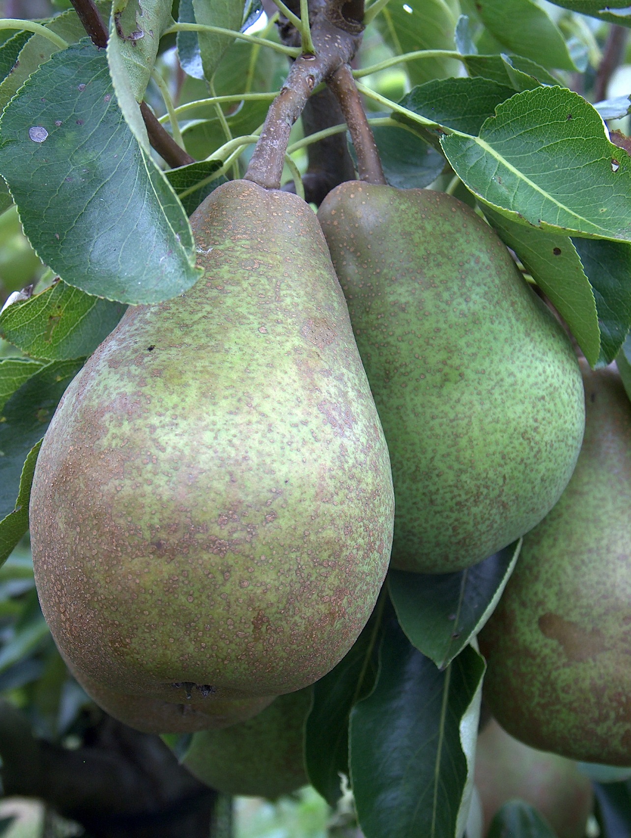 Glou morceau pears
