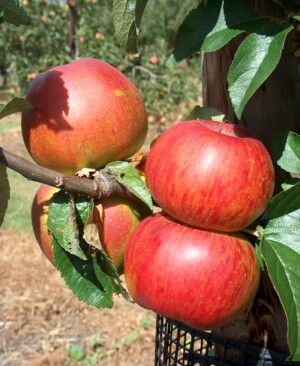 Apple May Queen - Walcot Organic Nursery