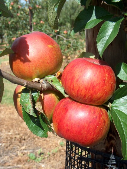 Apple May Queen - Walcot Organic Nursery