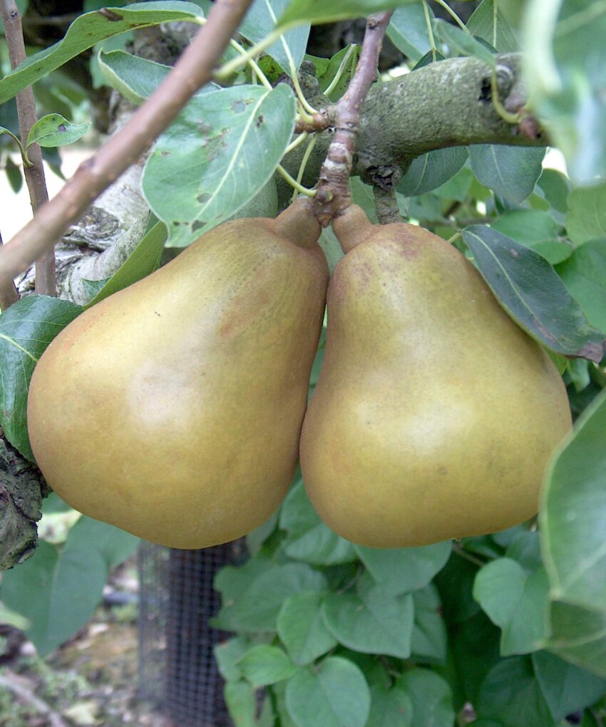 Merton Pride Pears