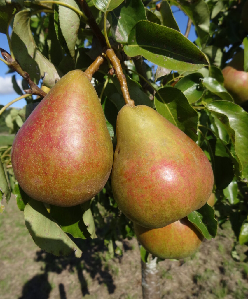 Onward pears
