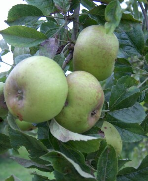 Pitmaston Russet apples