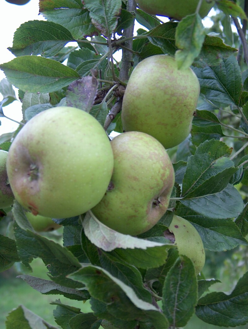 Pitmaston Russet apples