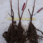 Planting Blackcurrants