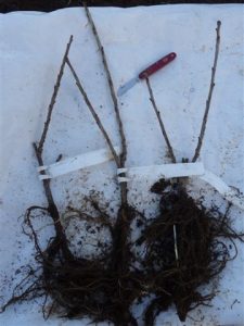 Planting Redcurrants