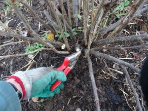 Pruning Blackcurrants