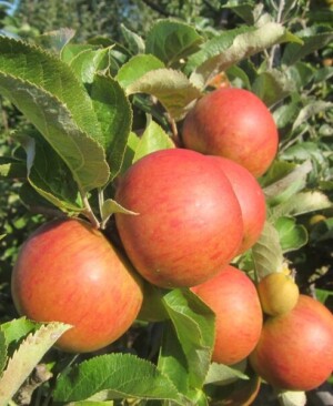 Queen Alexandra apples