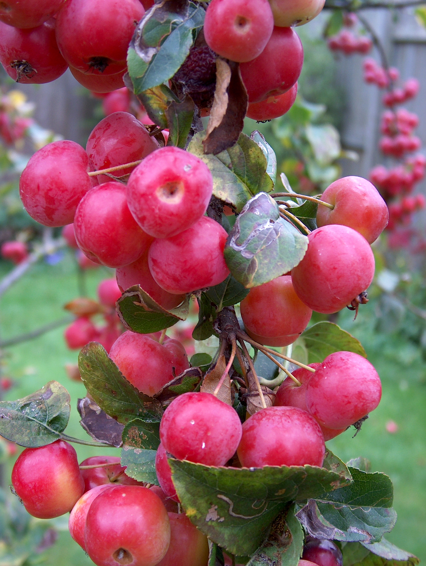 موردي أشجار الفاكهة العضوية في المملكة المتحدة