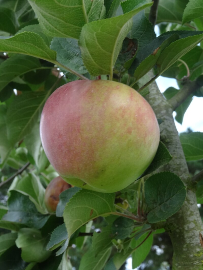 Somerset Redstreak apple