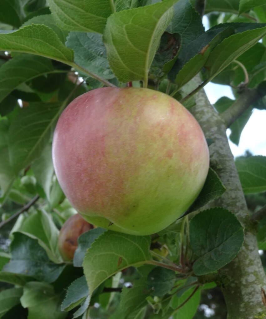 Somerset Redstreak apple