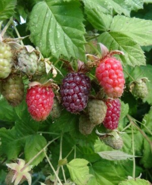 Tayberry (Non-organic)