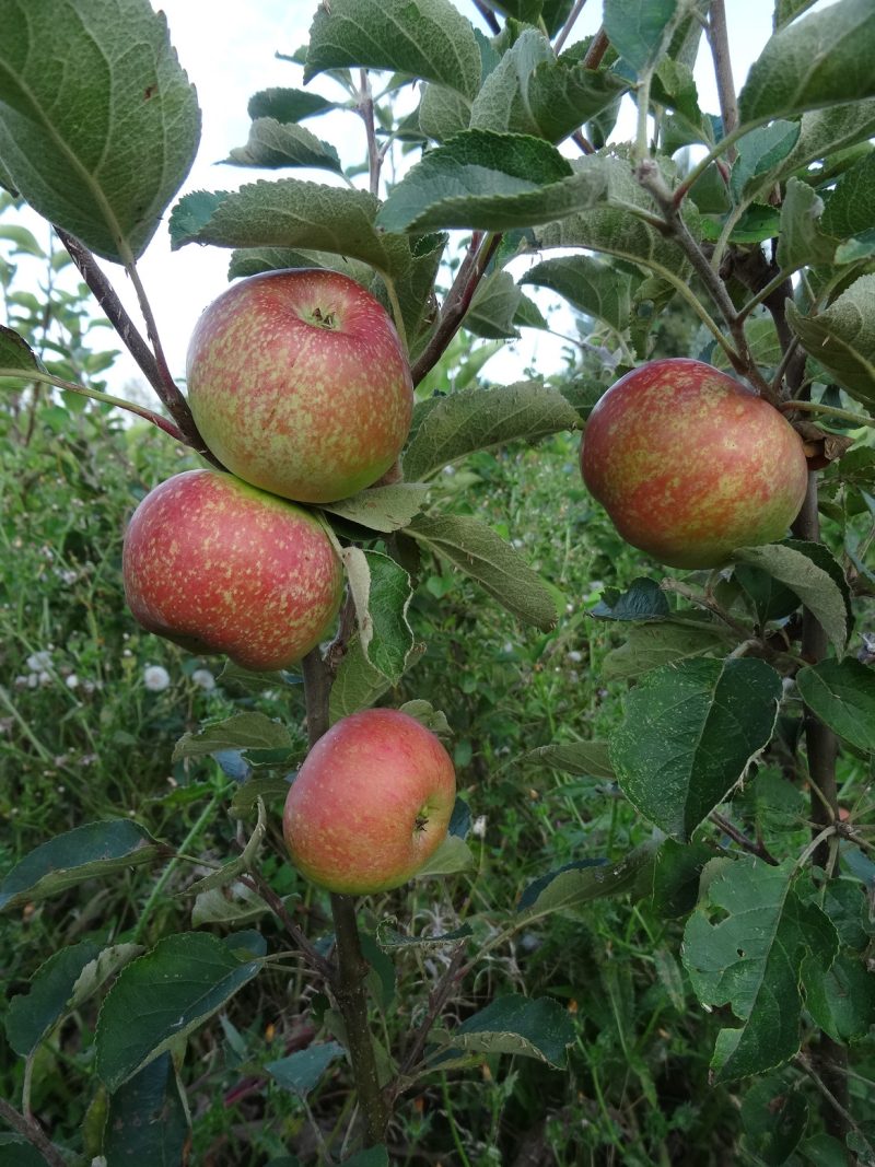 Irish Peach ripening in August