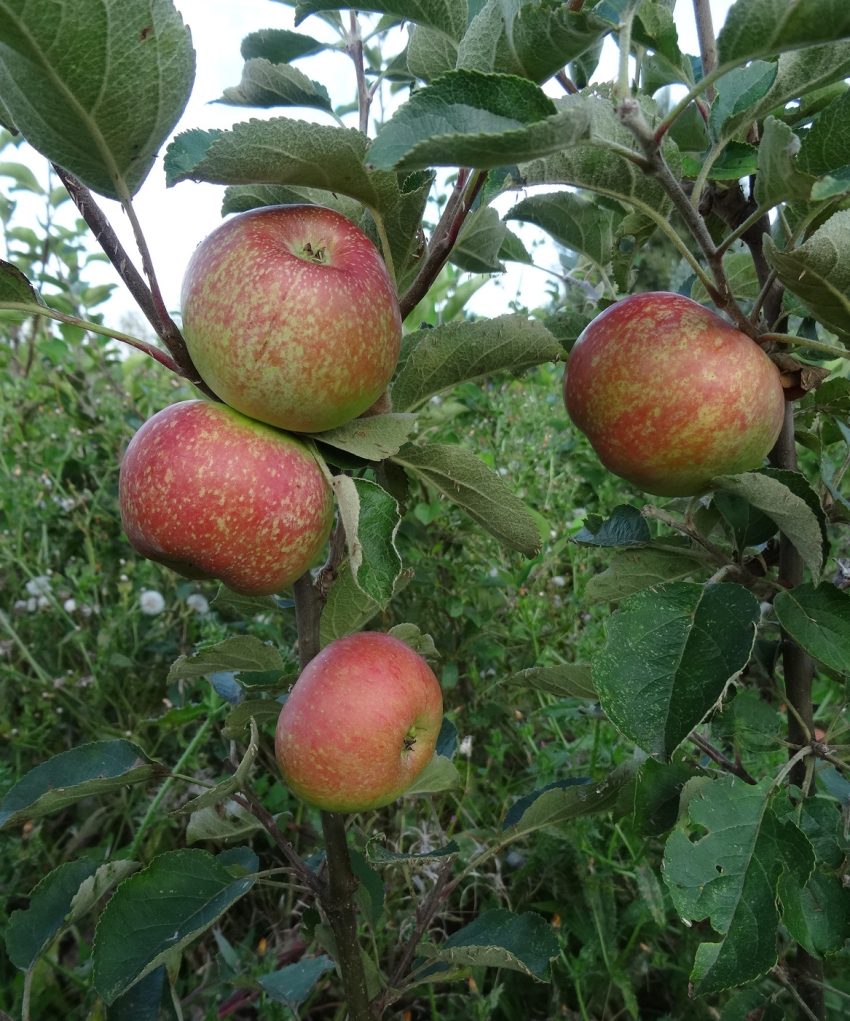 Irish Peach ripening in August