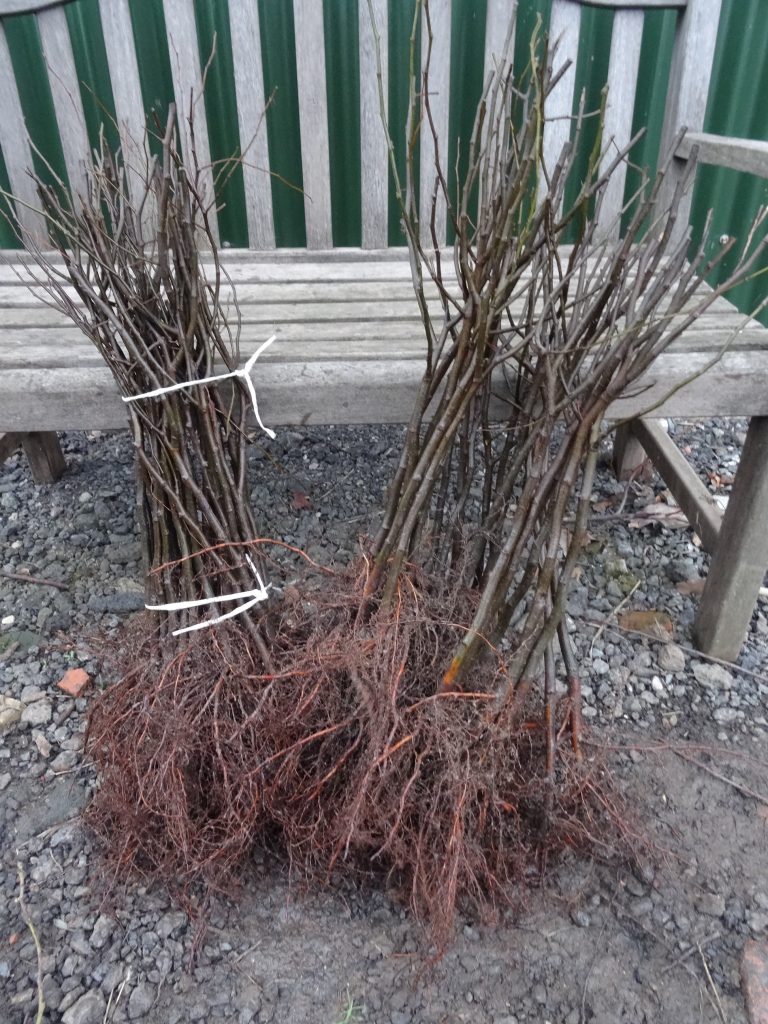 Pear rootstocks for sale. Buy moderate vigour Quince A rootstocks