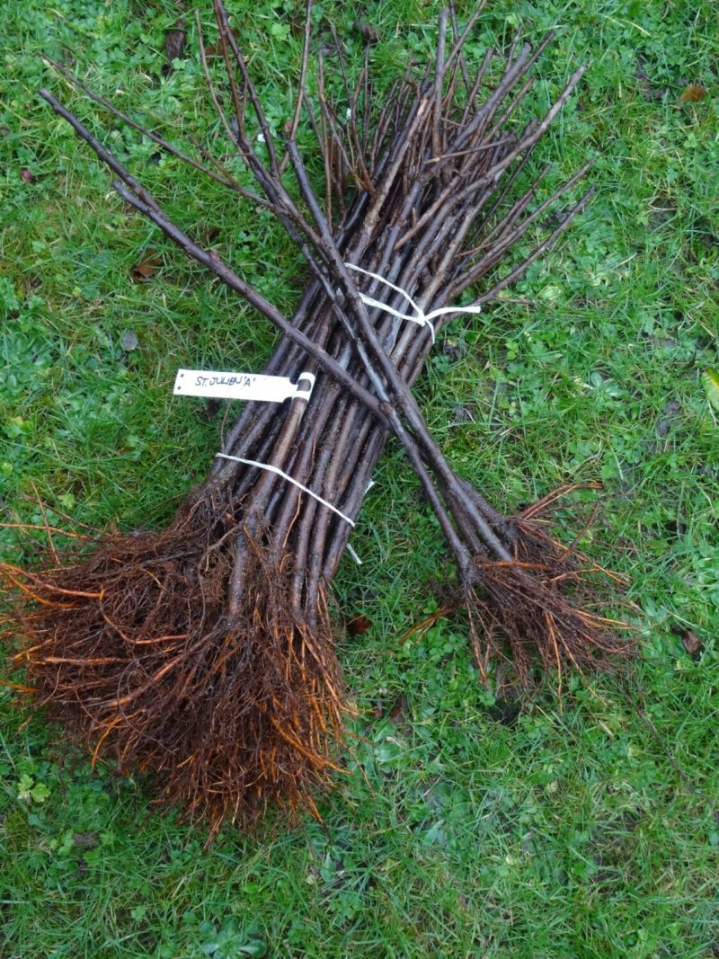 Plum rootstock St Julien A