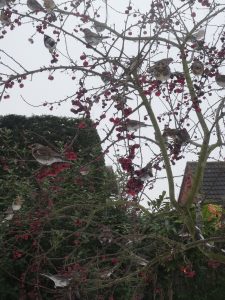 Fieldfare feating on crab apples