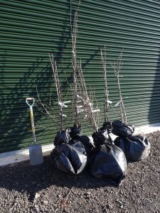Lifted trees bagged and ready for collection.