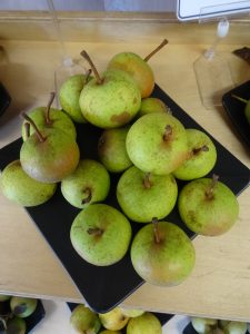 Hartpury Green perry pears