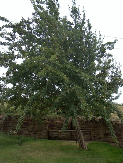 Young Hartpury Green pear tree