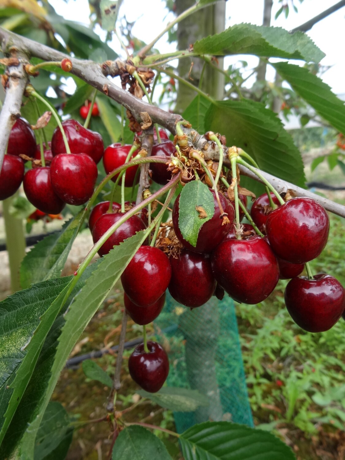 Kordia cherries on a branch