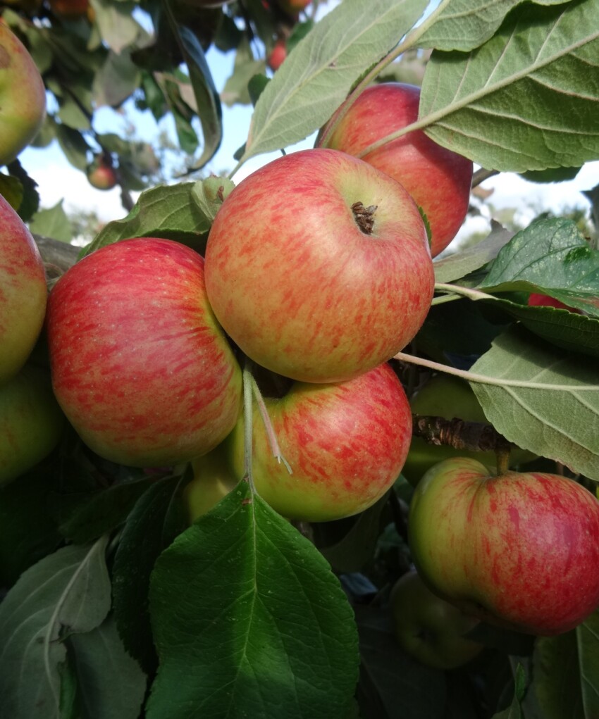 Brown's Apple ripening