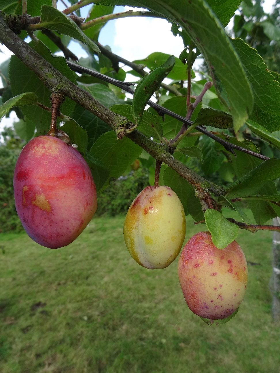 Groves Late Victoria ripening on tree