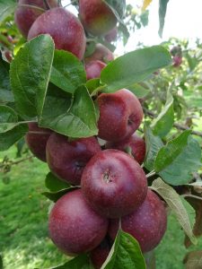 Kingston Black cider apples