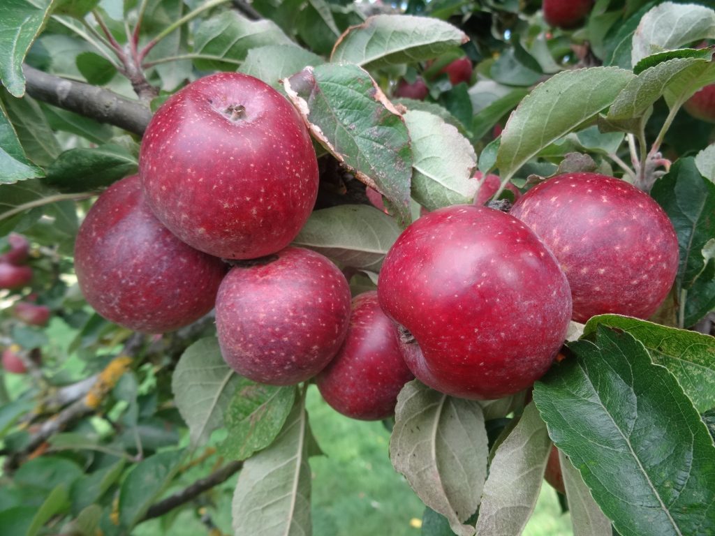 Kingston Black cider apples ripening