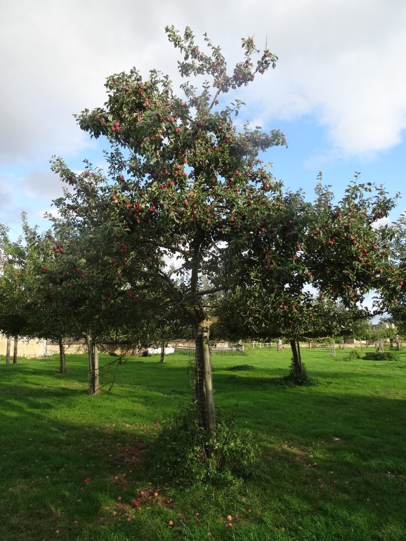 Kingston Black in fruit