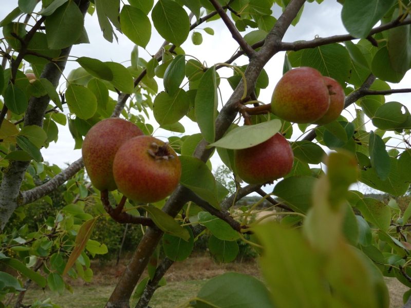 Perry Pear Thurston's Red fruit