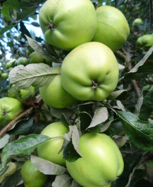 Keswick Codlin apples