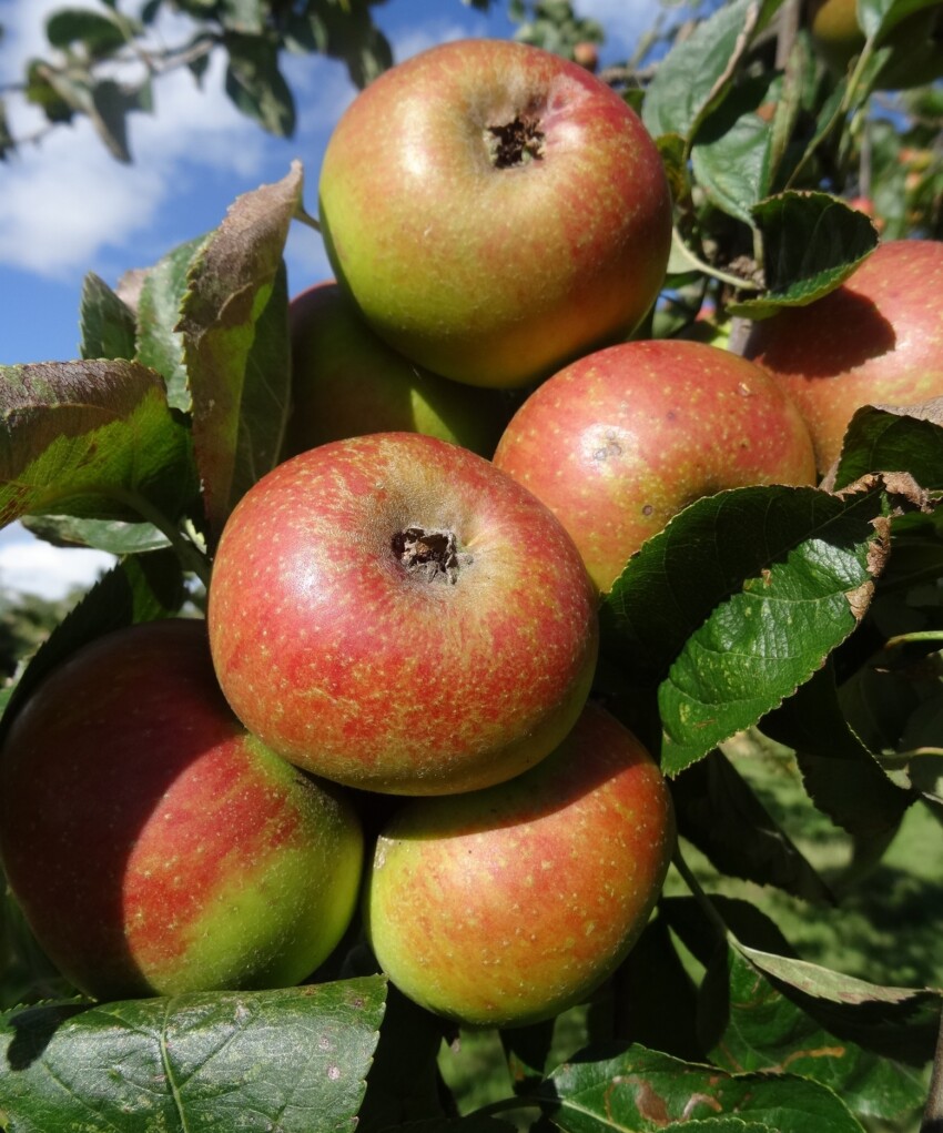 Orlean's Reinette apples