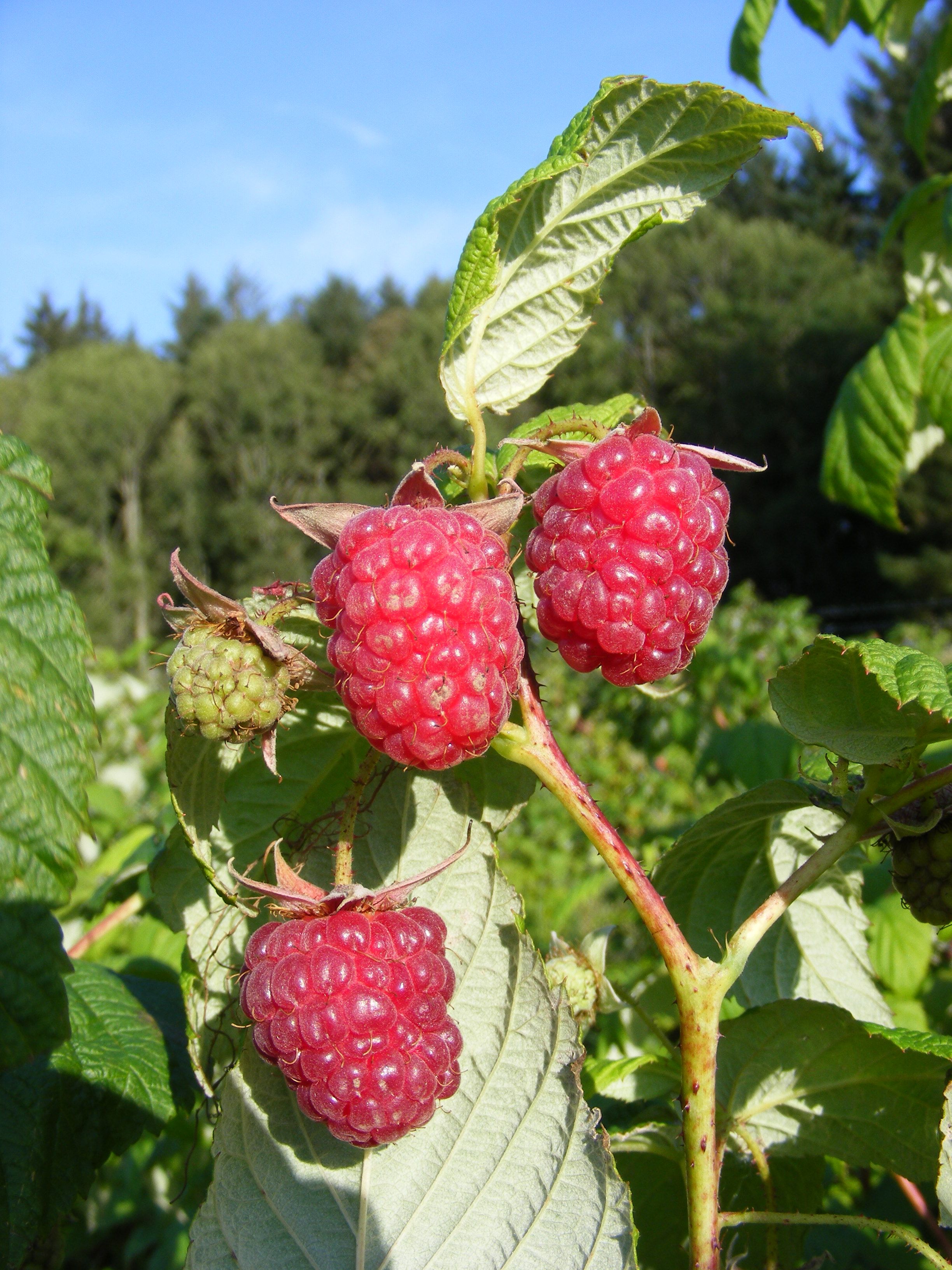 Raspberry_Autumn Bliss - Walcot Organic Nursery