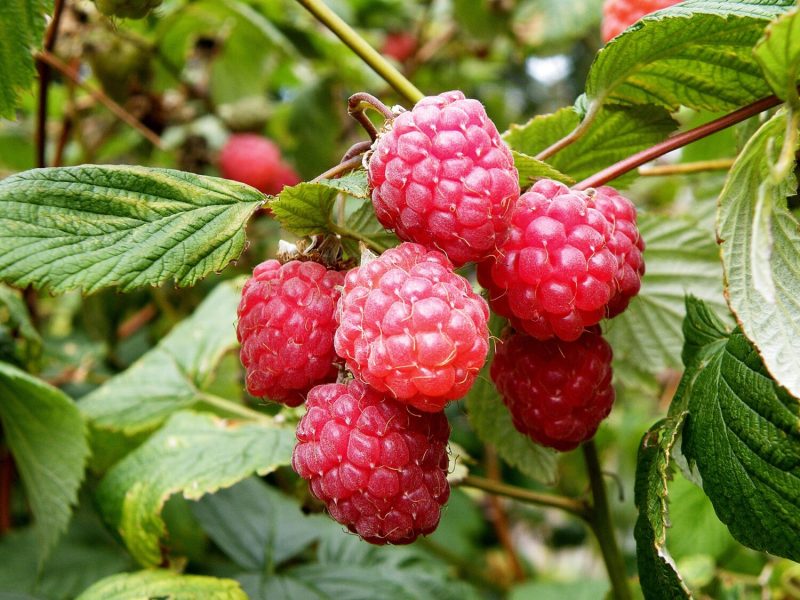 Raspberry Glen Ample