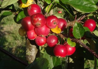 Crab apple Gorgeous in fruit