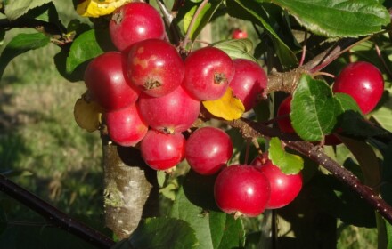 Crab apple Gorgeous in fruit