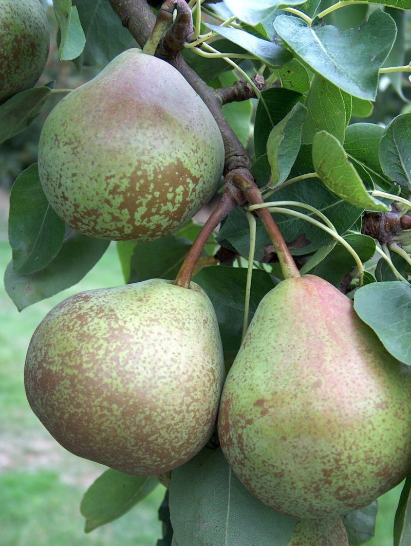 Winter Nelis Pears