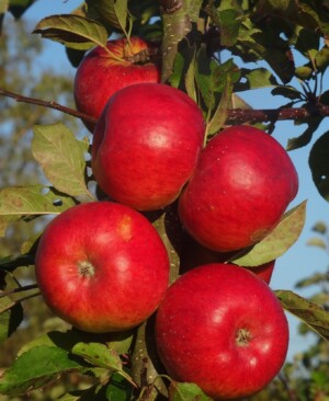 Apple Topaz ripening in October sunshine