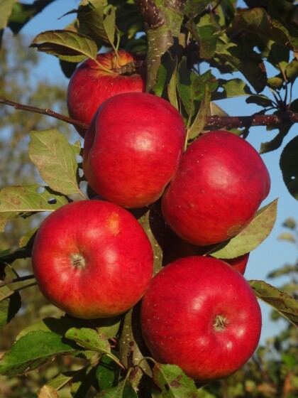 Apple Topaz ripening in October sunshine