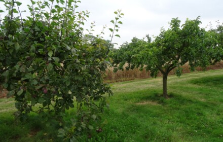 Pruning plum trees