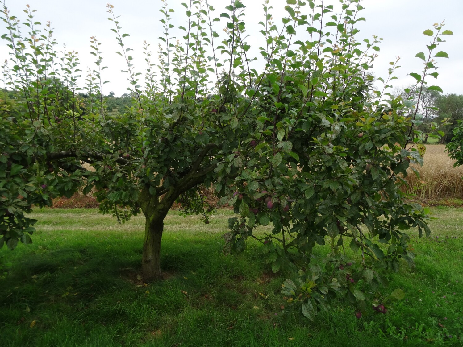 Pruning Plum trees....... - Walcot Organic Nursery