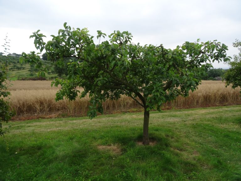 pruning plum trees download free