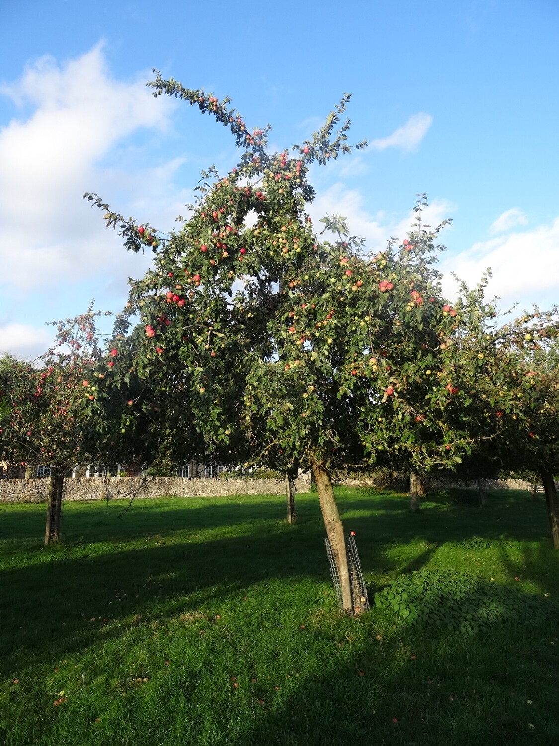 Major cider apple tree on a vigorous rootstock