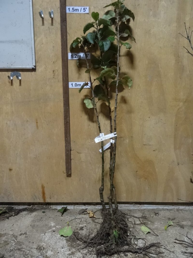 Bramley apple trees ready for dispatch