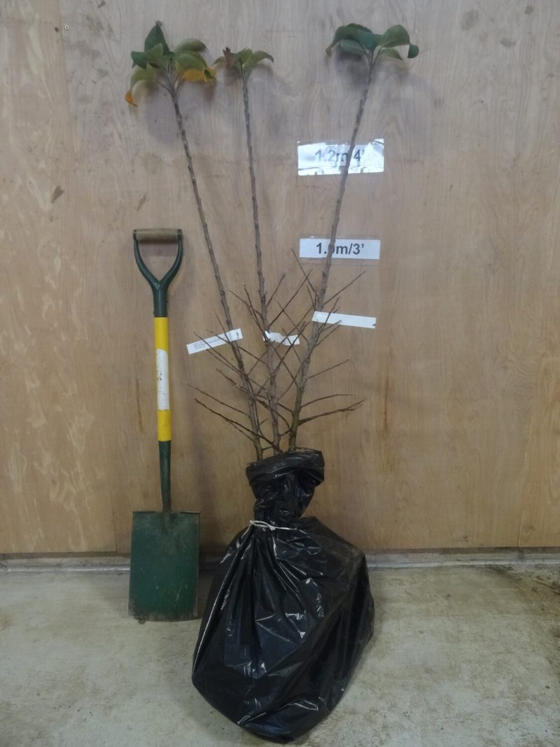 Cevaal apple trees ready for dispatch