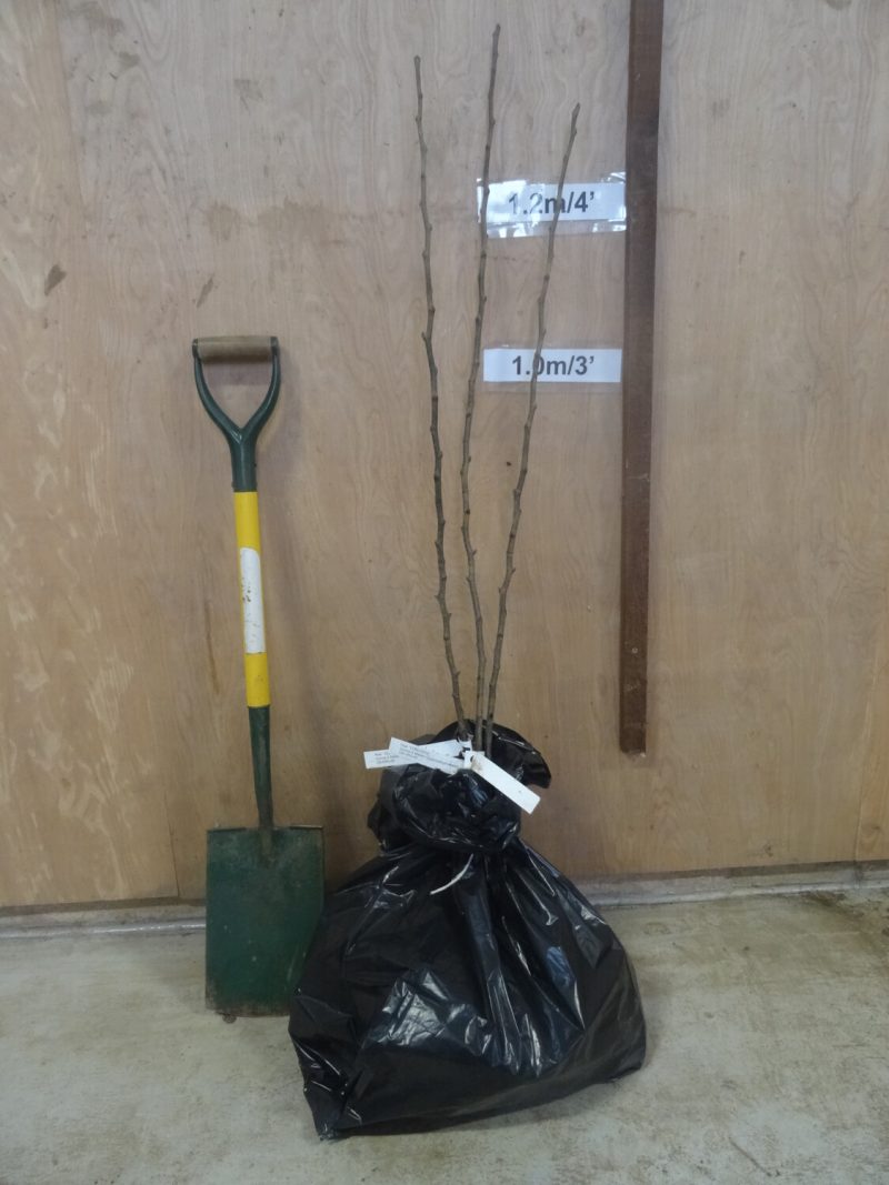 Concorde Pear trees ready for dispatch