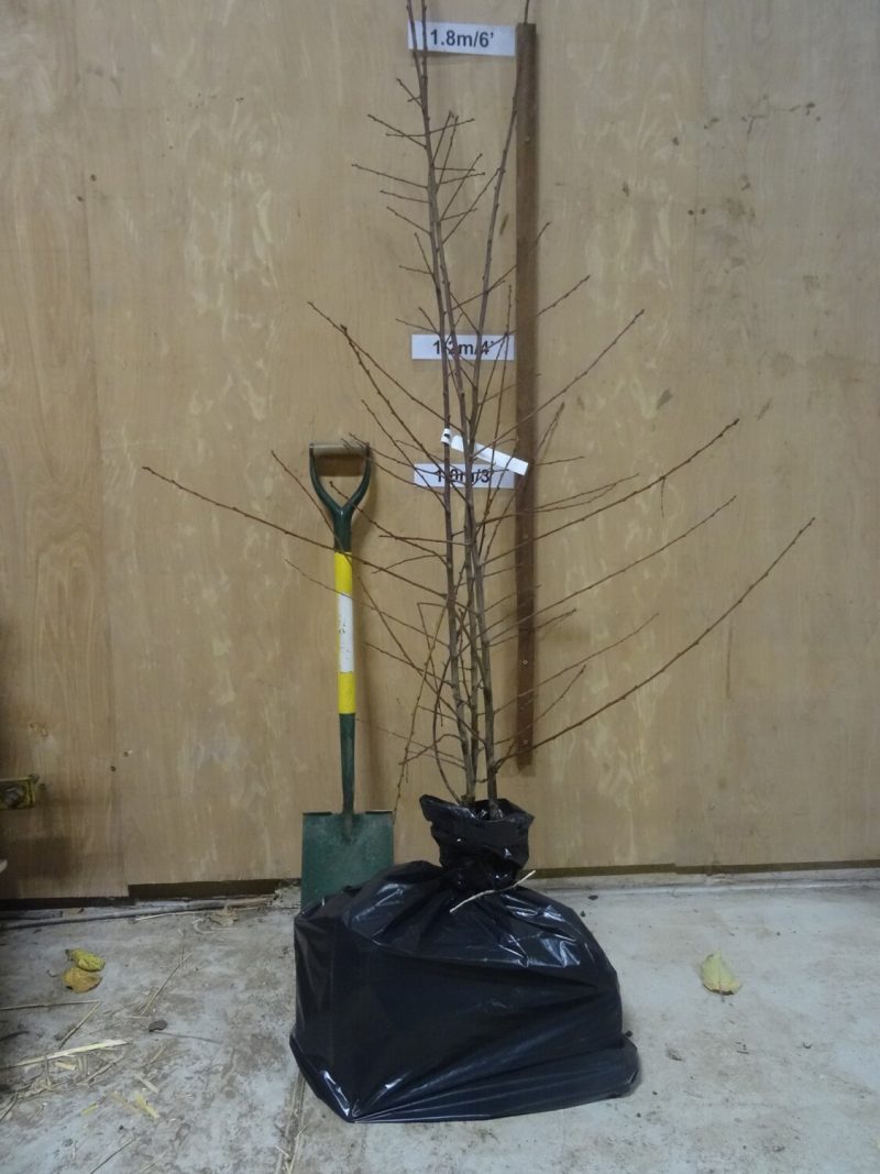 Early Prolific plum trees ready for dispatch