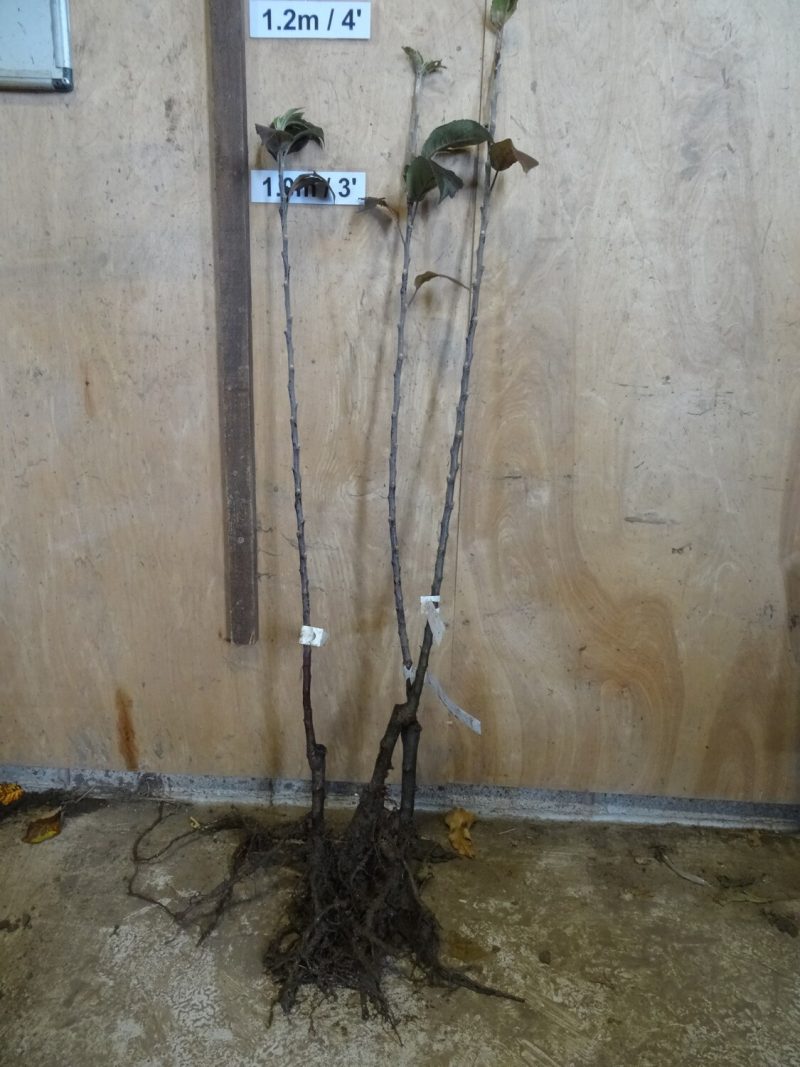 Hope Cottage Seedling apple trees ready for dispatch