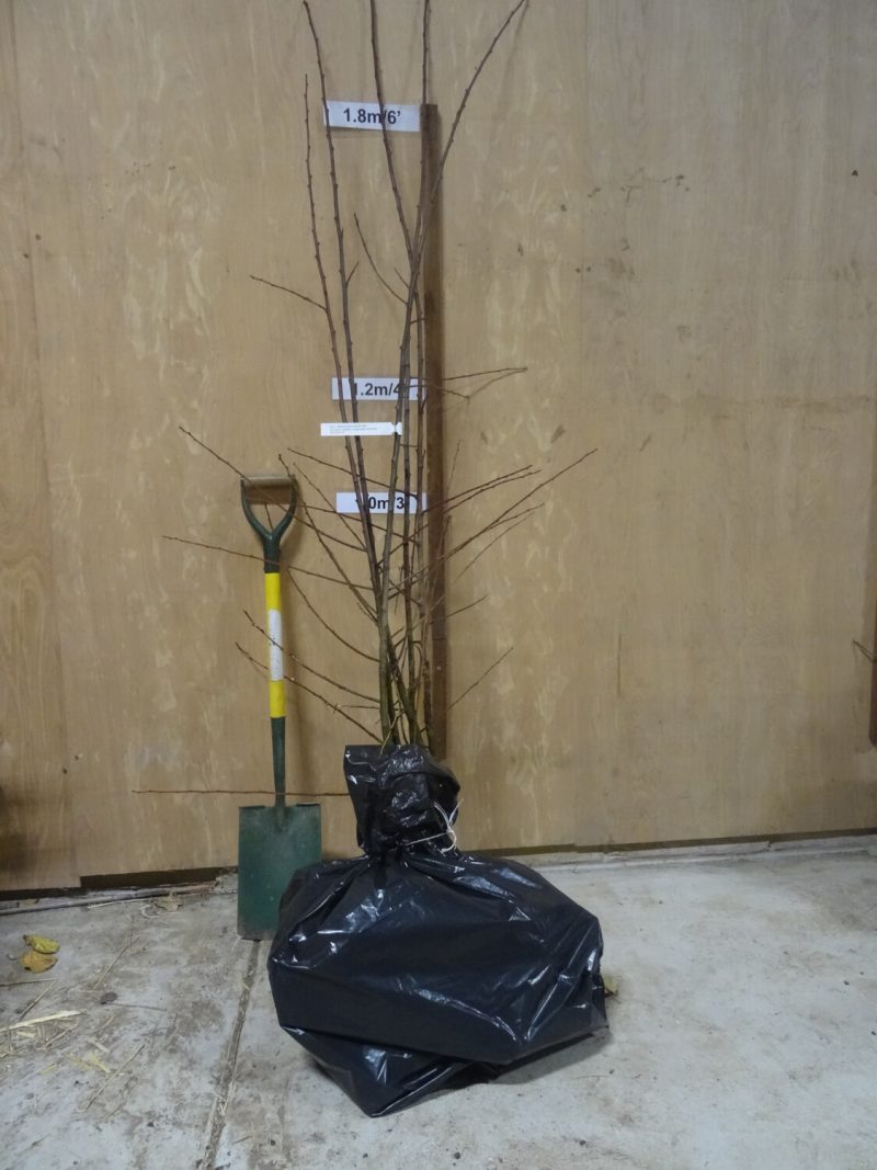 Marjories Seedling Plum trees ready for dispatch